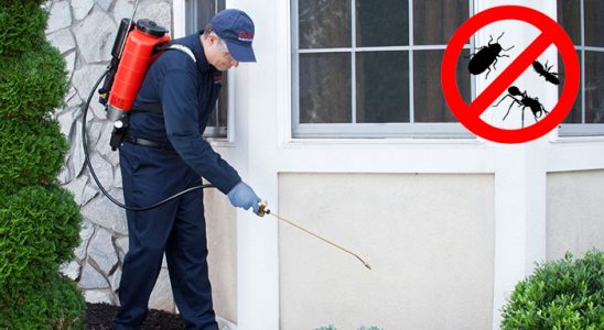 Doğanyurt Uçan Haşere İlaçlama böcek ilaçlama ve haşere kontrolü — ilaclama-tr.com